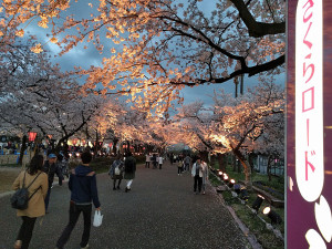 上越市 高田城百万人観桜会　日没直後のさくらロードの風景写真